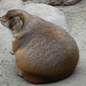 Изображение по задаче: Photo of an obese fat animals