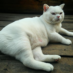 Изображение по задаче: Fat white cat