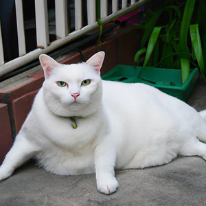 Изображение по задаче: Fat fat white cat